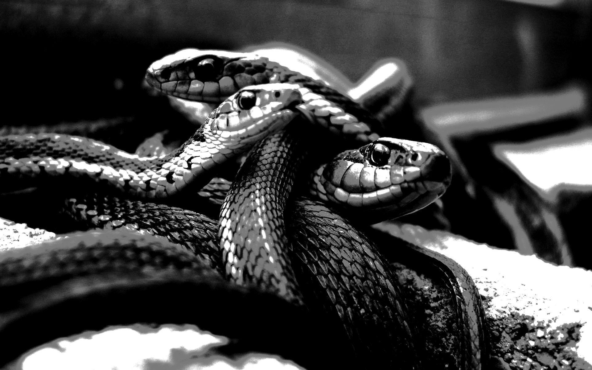 Black And White Snake