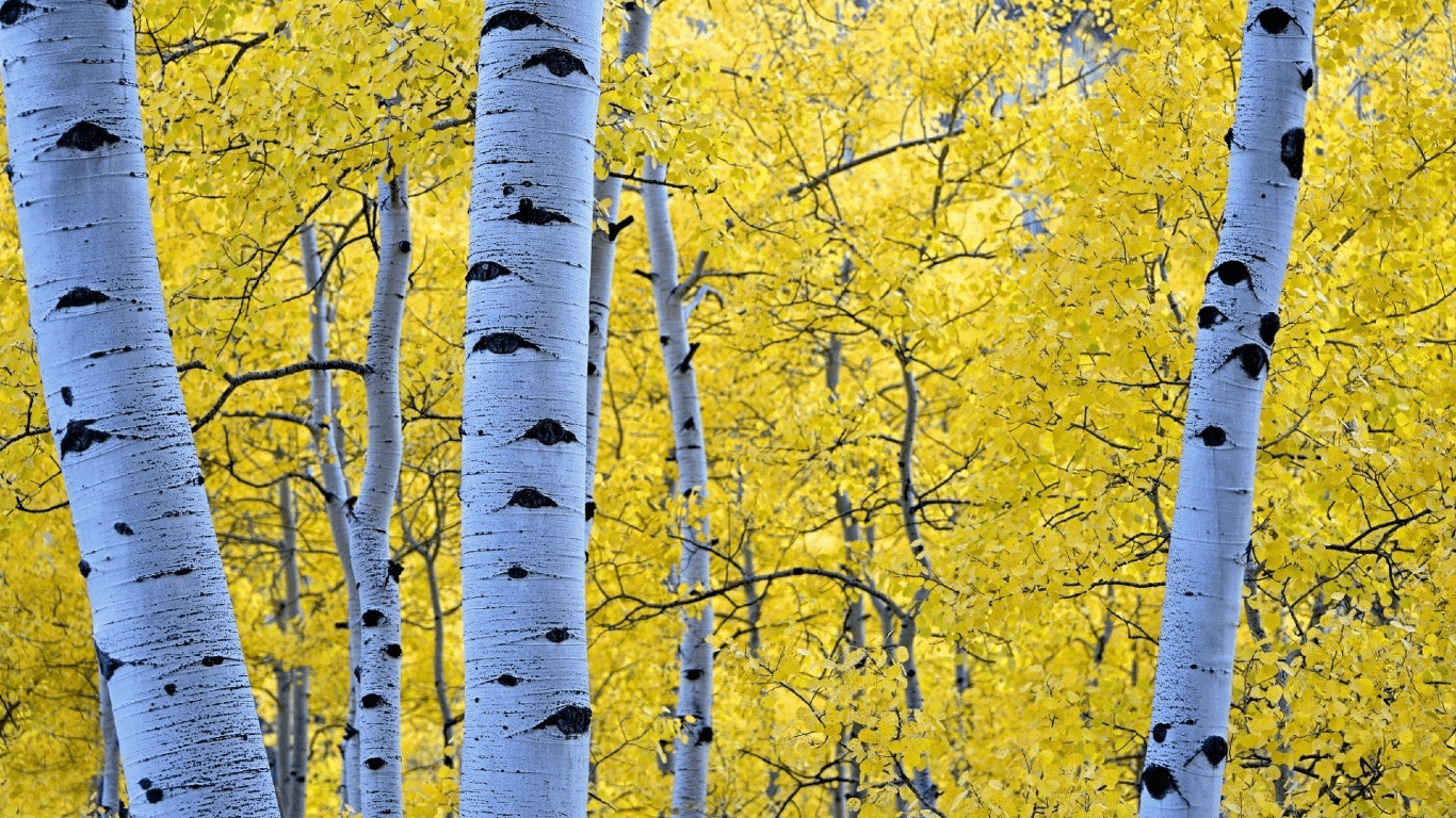 Aspen Wallpapers - Wallpaper Cave