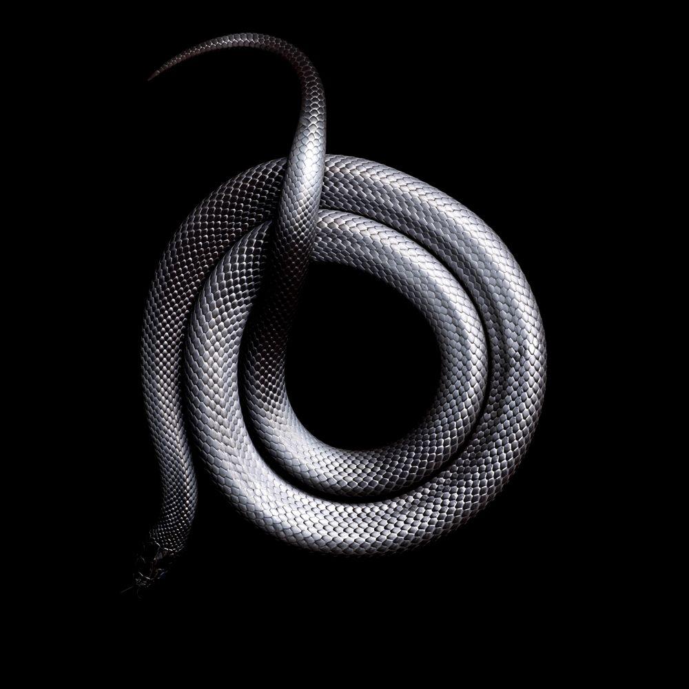 Vivid Snake Photo Come at a Cost