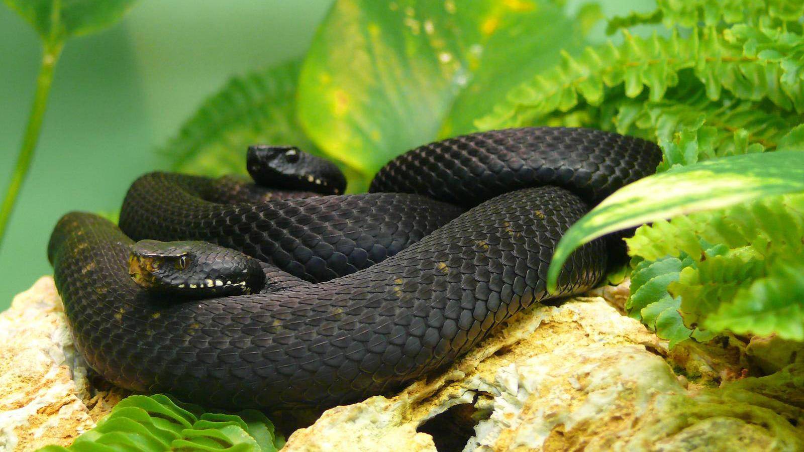 Young black snake image