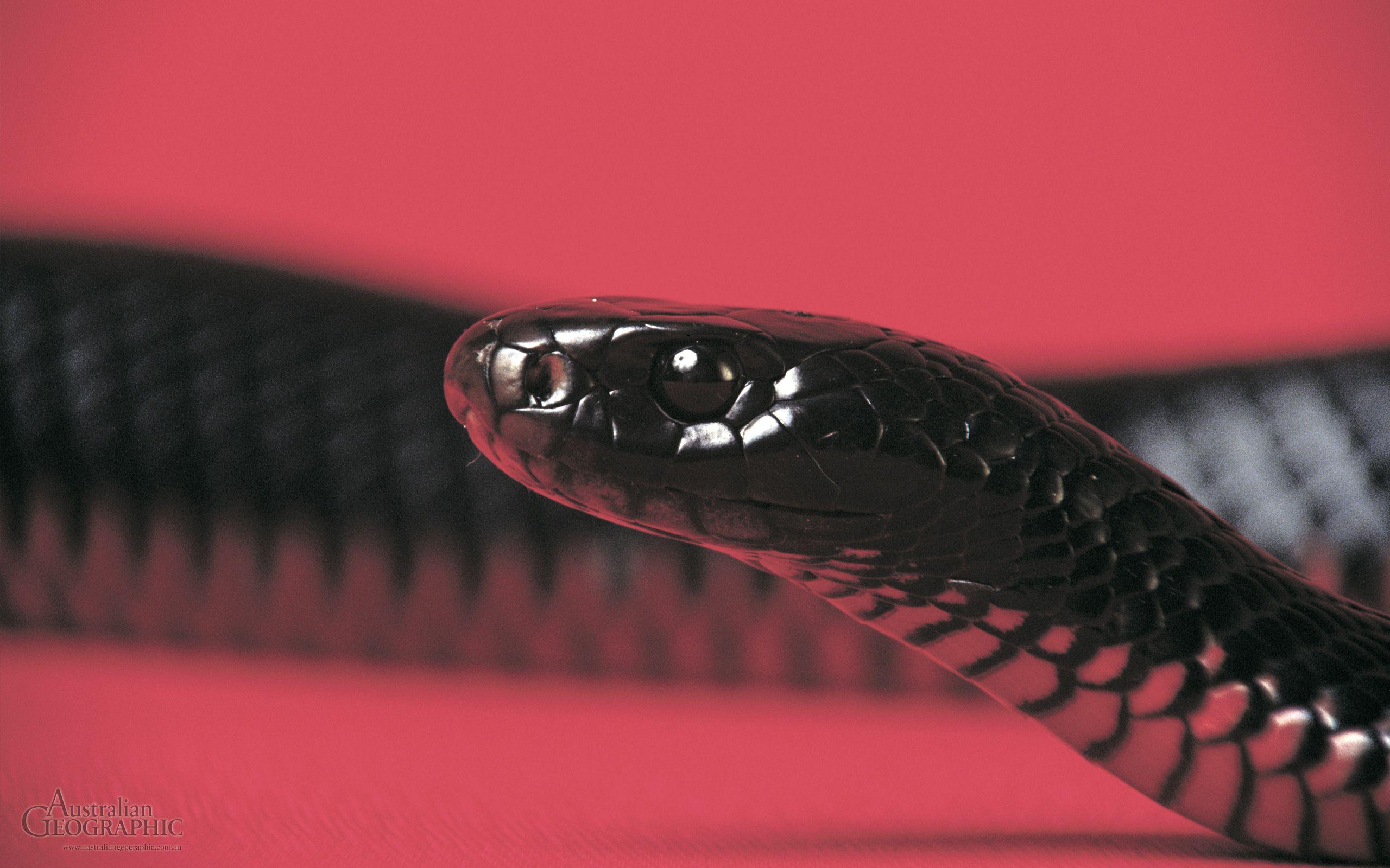 Red Bellied Black Snake HD Wallpaper