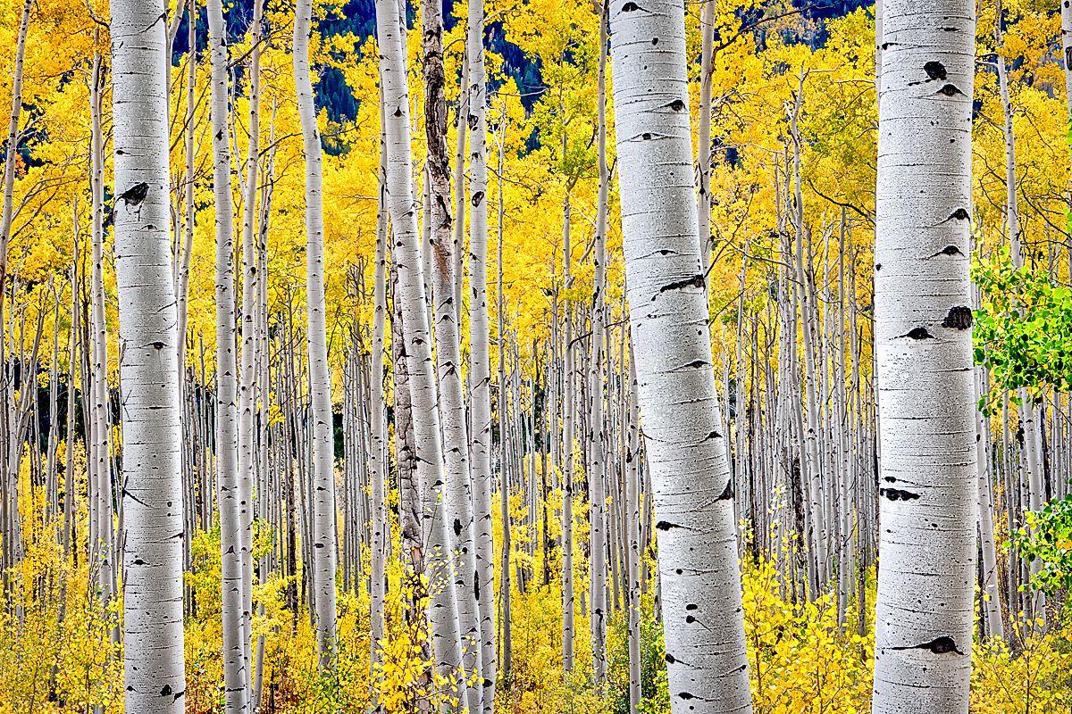 Aspen Trees In The Fall (33 Wallpaper)