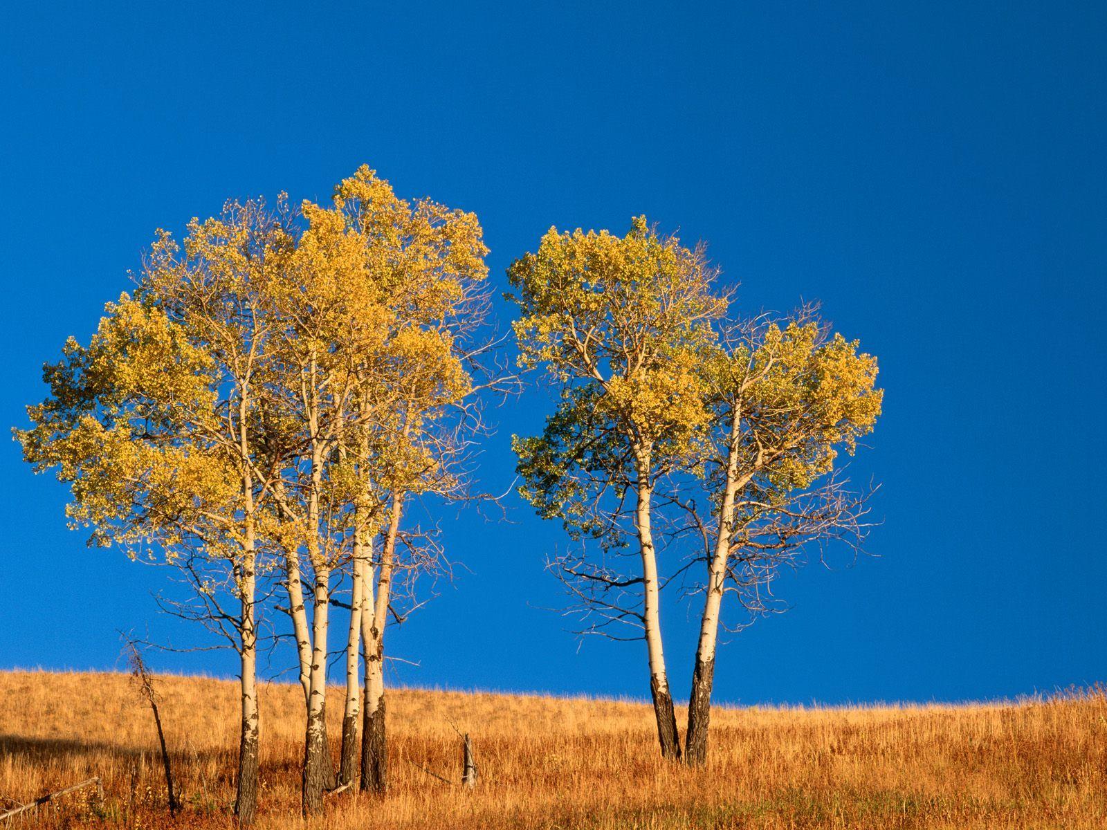 aspen tree picture. Autumn Aspen Trees, Yellowstone National