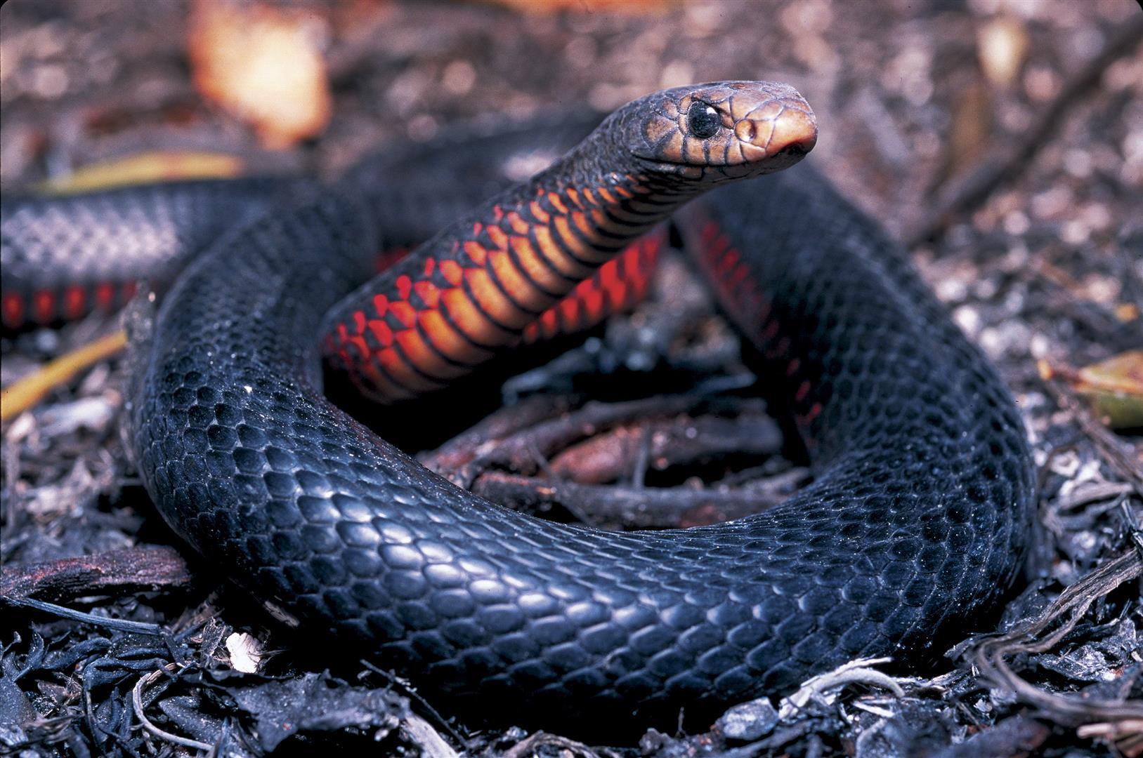 Red Bellied Black Snake Wallpaper, Animal, HQ Red Bellied Black