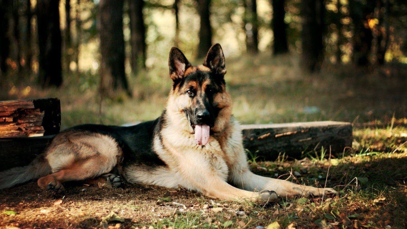 German Shepherd. Wallpaper