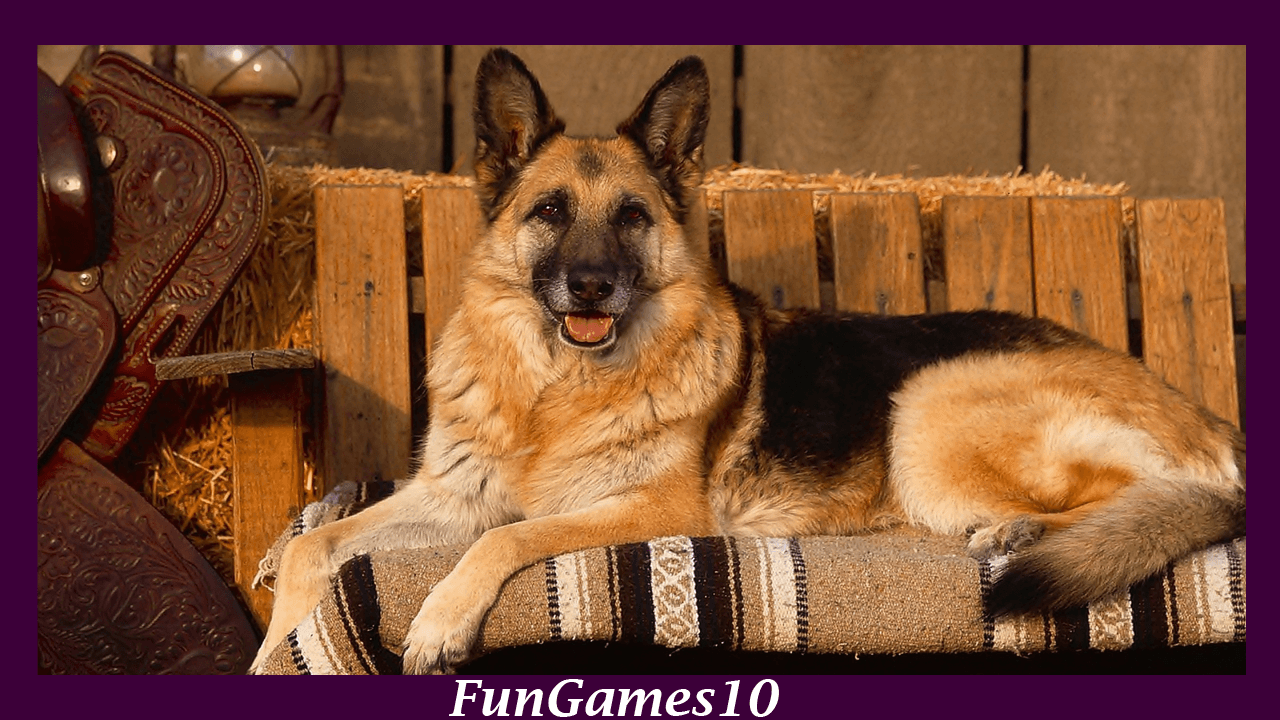 German Shepherd Wallpaper Apps on Google Play