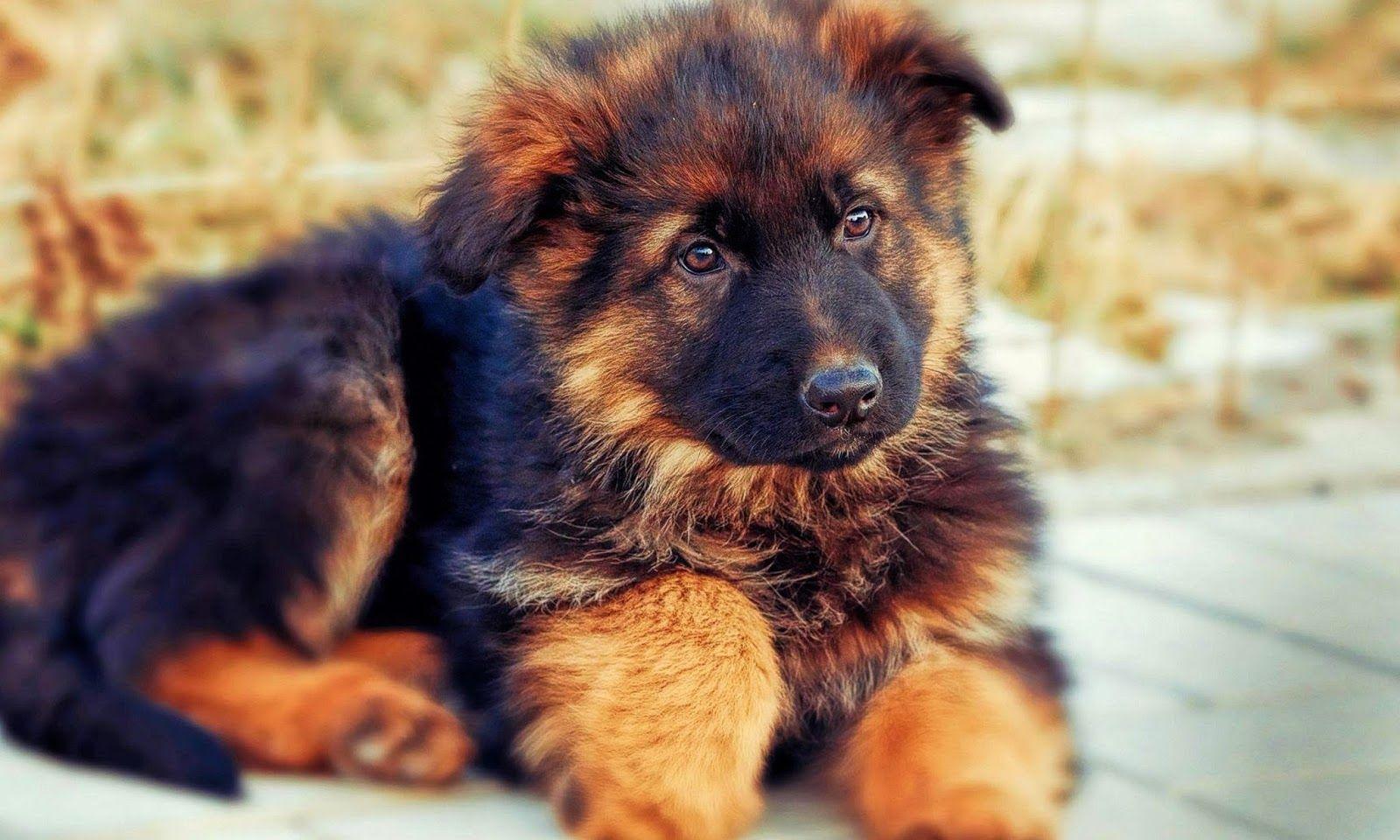 German Shepherd HD Wallpaper. HD Wallpaper High Definition