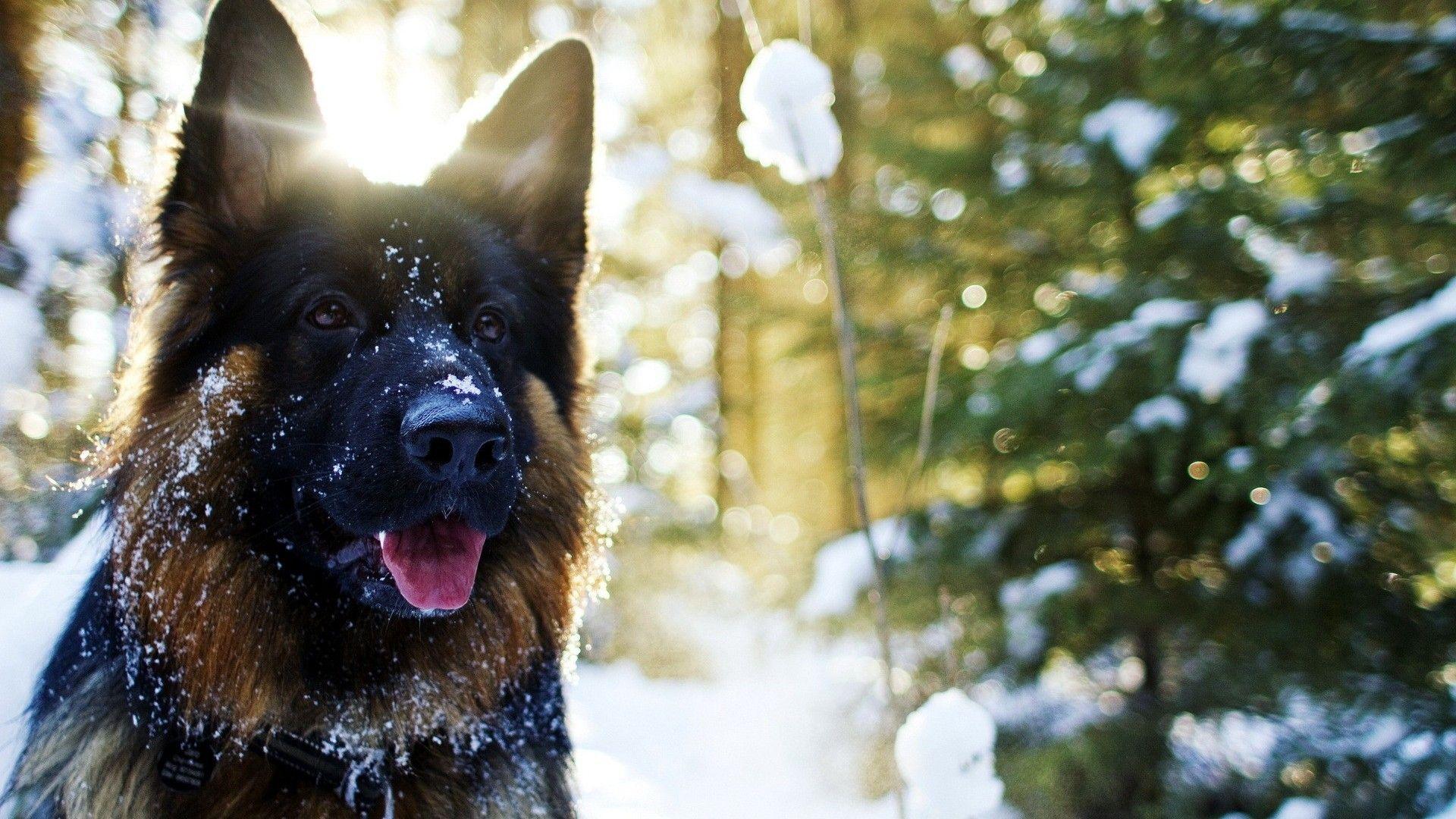 Dog, German, Shepherd, In, Snow, Sun, Shine, Hd, Wallpaper, Cute