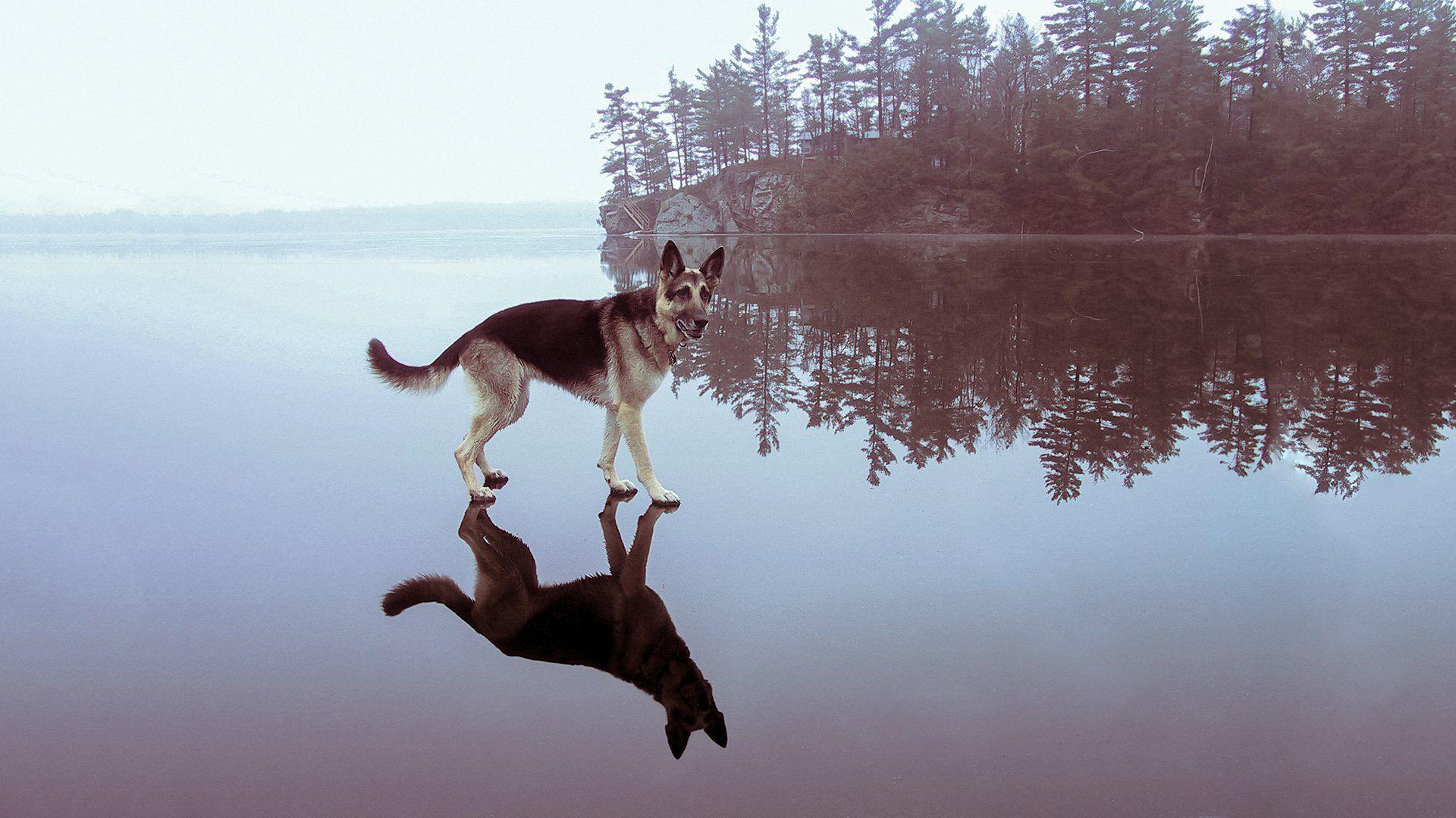 German Shepherd Full HD Wallpaper and Backgroundx1080