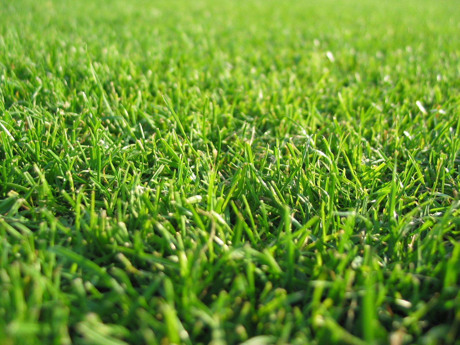 HD Grass Wallpaper download latest HD Grass Wallpaper