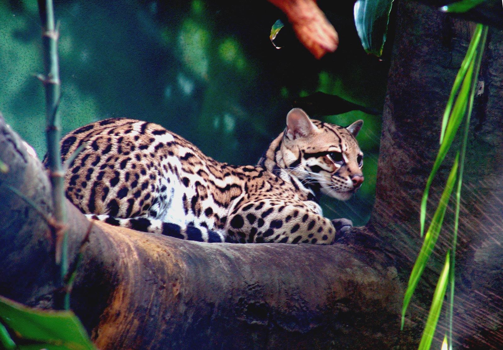 Ocelot Wallpaper and Background