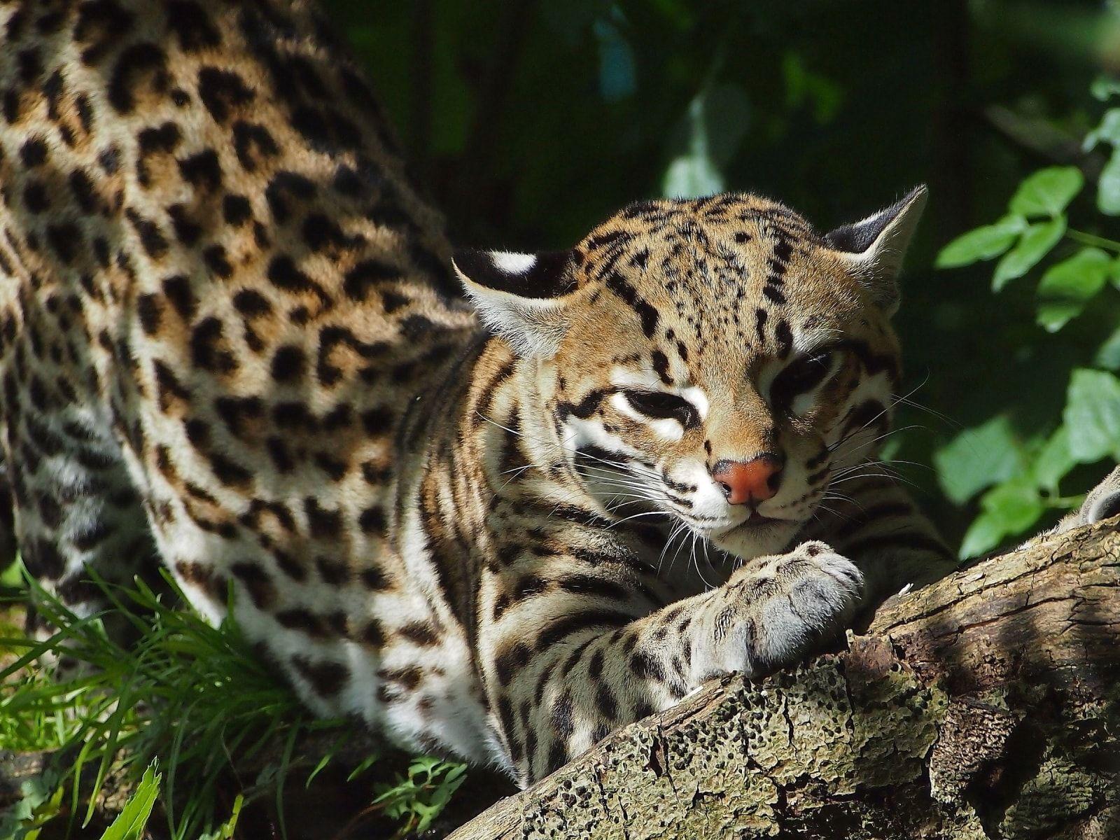 Ocelots Wallpapers Wallpaper Cave 4858