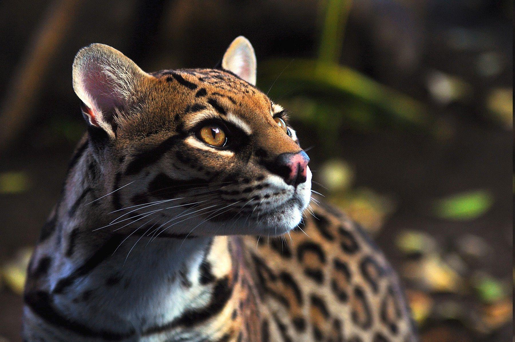 animals, Ocelots Wallpaper HD / Desktop and Mobile Background