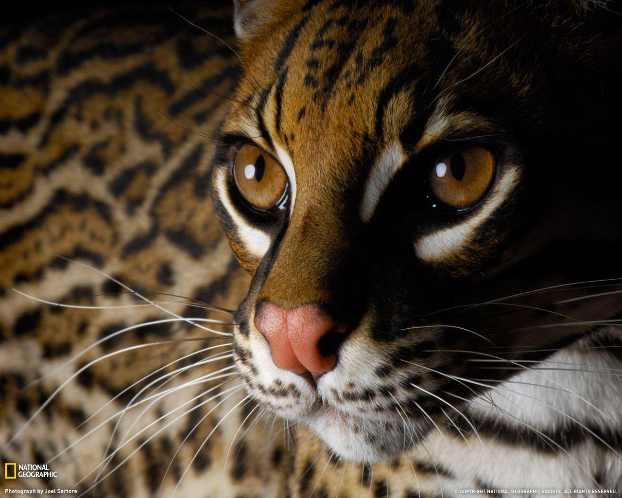 Photo Collection Ocelot Wallpaper HD By
