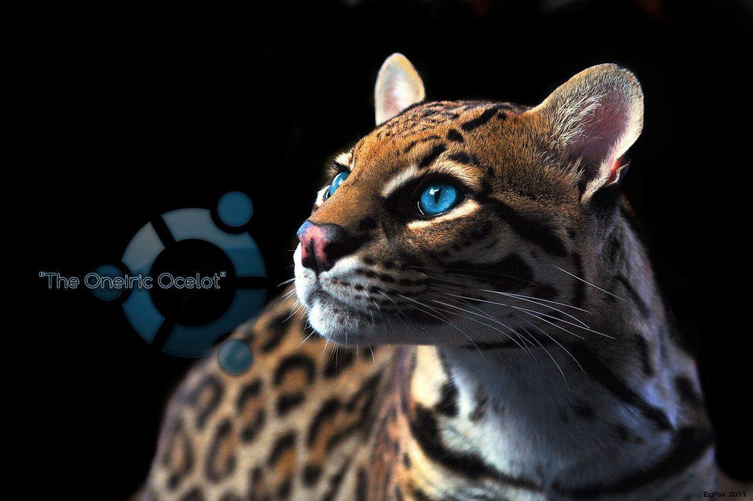 Ocelot HD Desktop Wallpaper