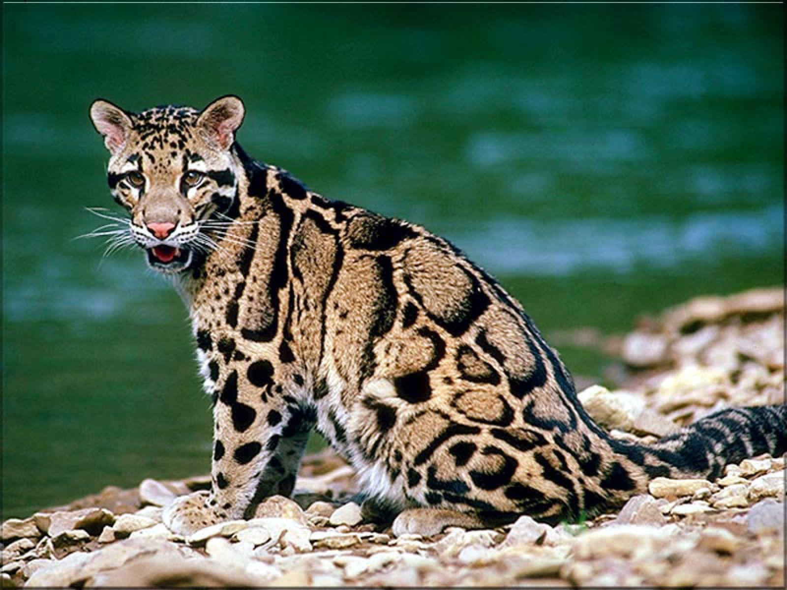 Ocelot wallpaperx1200