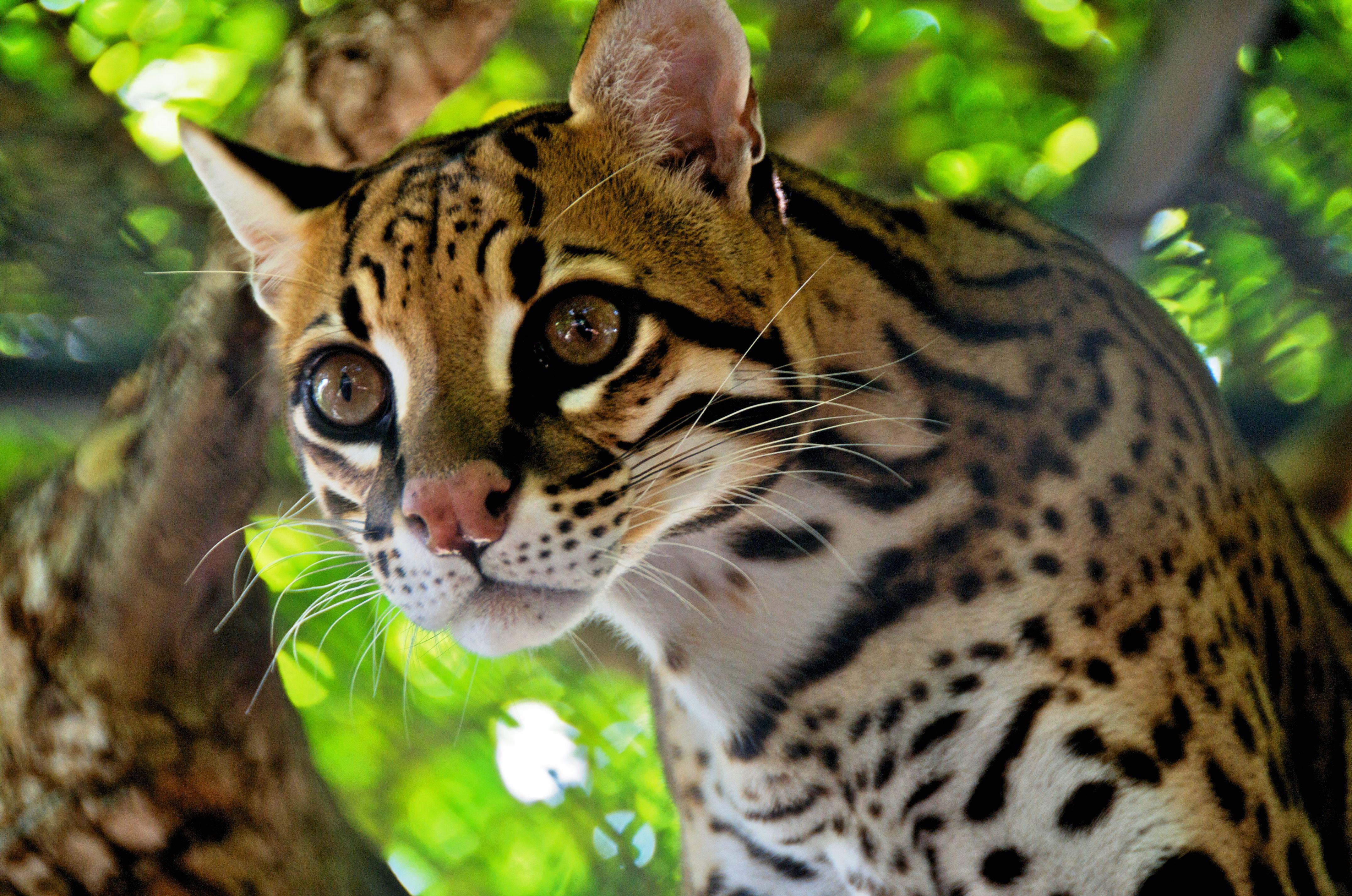 4304x2852px Custom HD Ocelot image 87