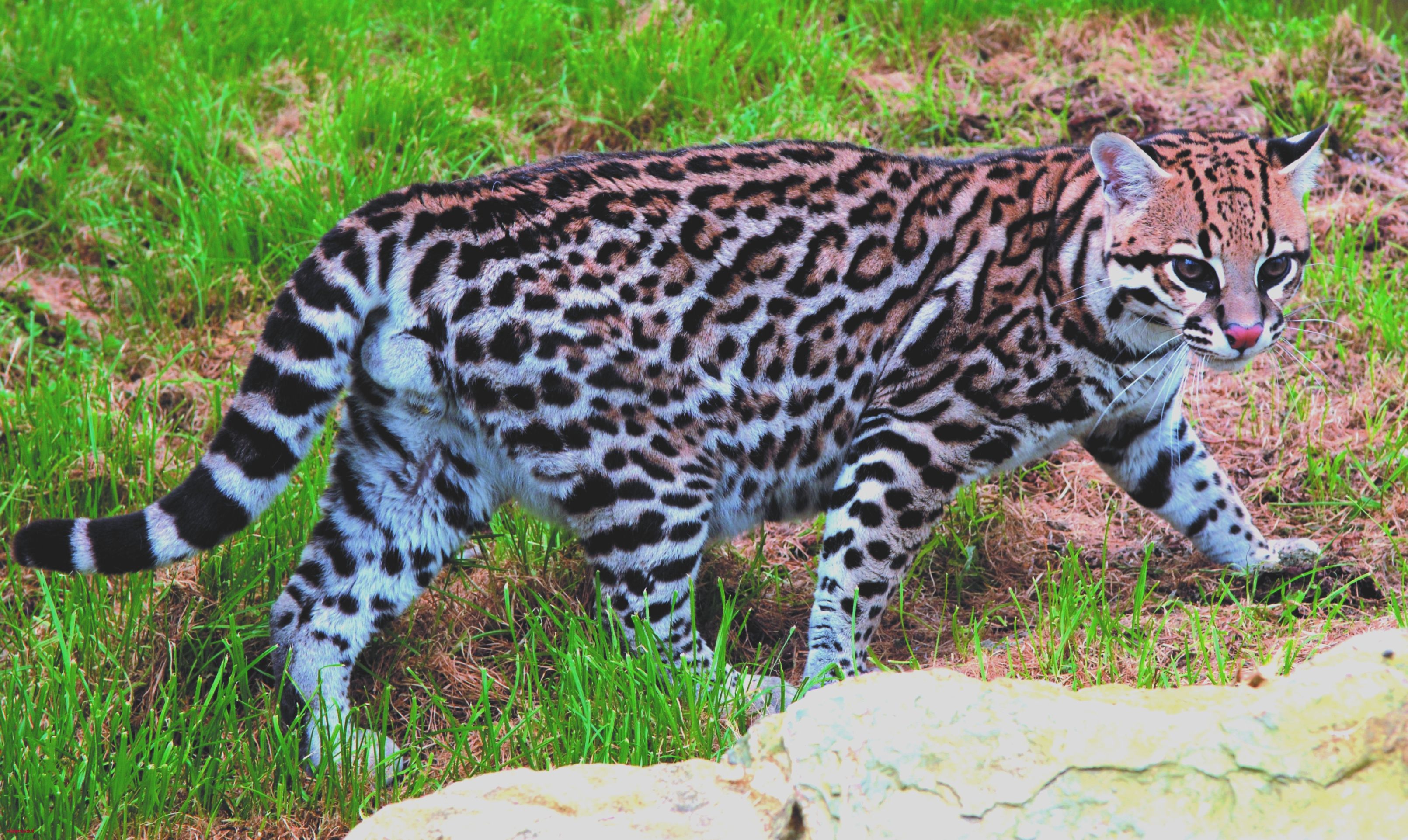 Ocelot Wallpaper Ocelots Fun Facts Information for Kids