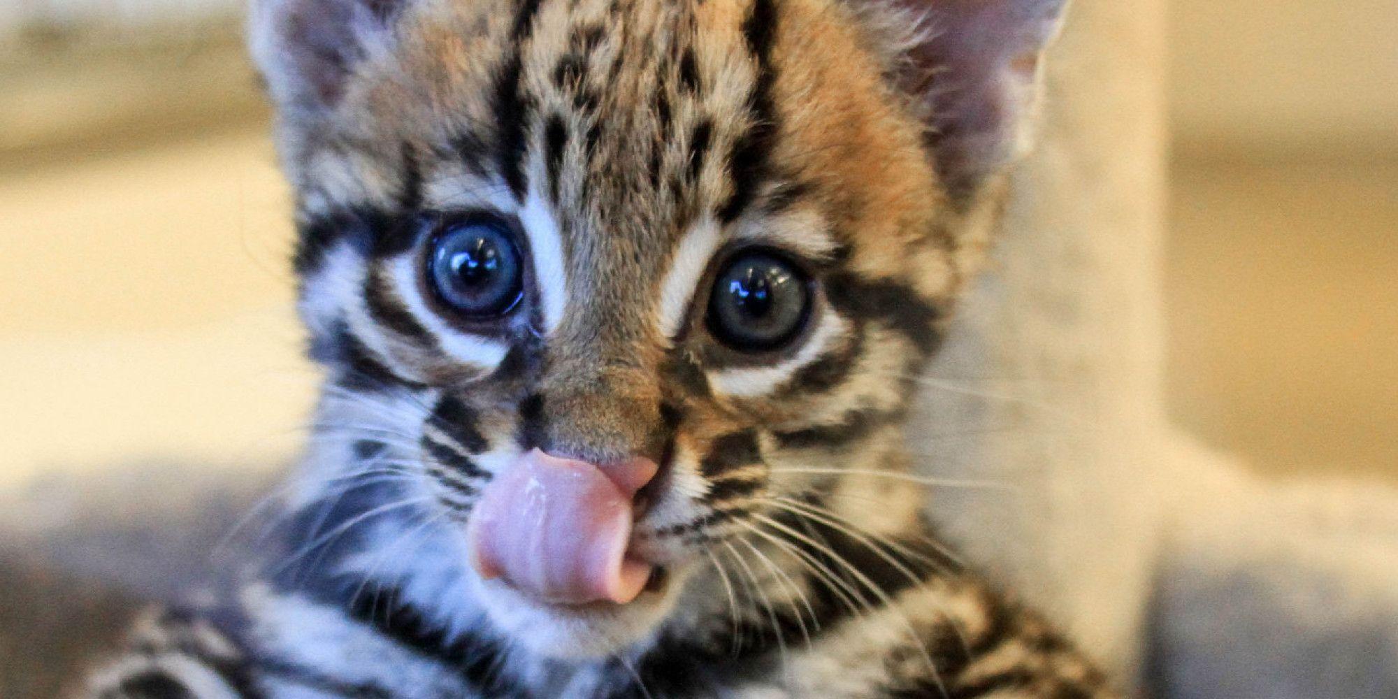 Baby Ocelot Pet