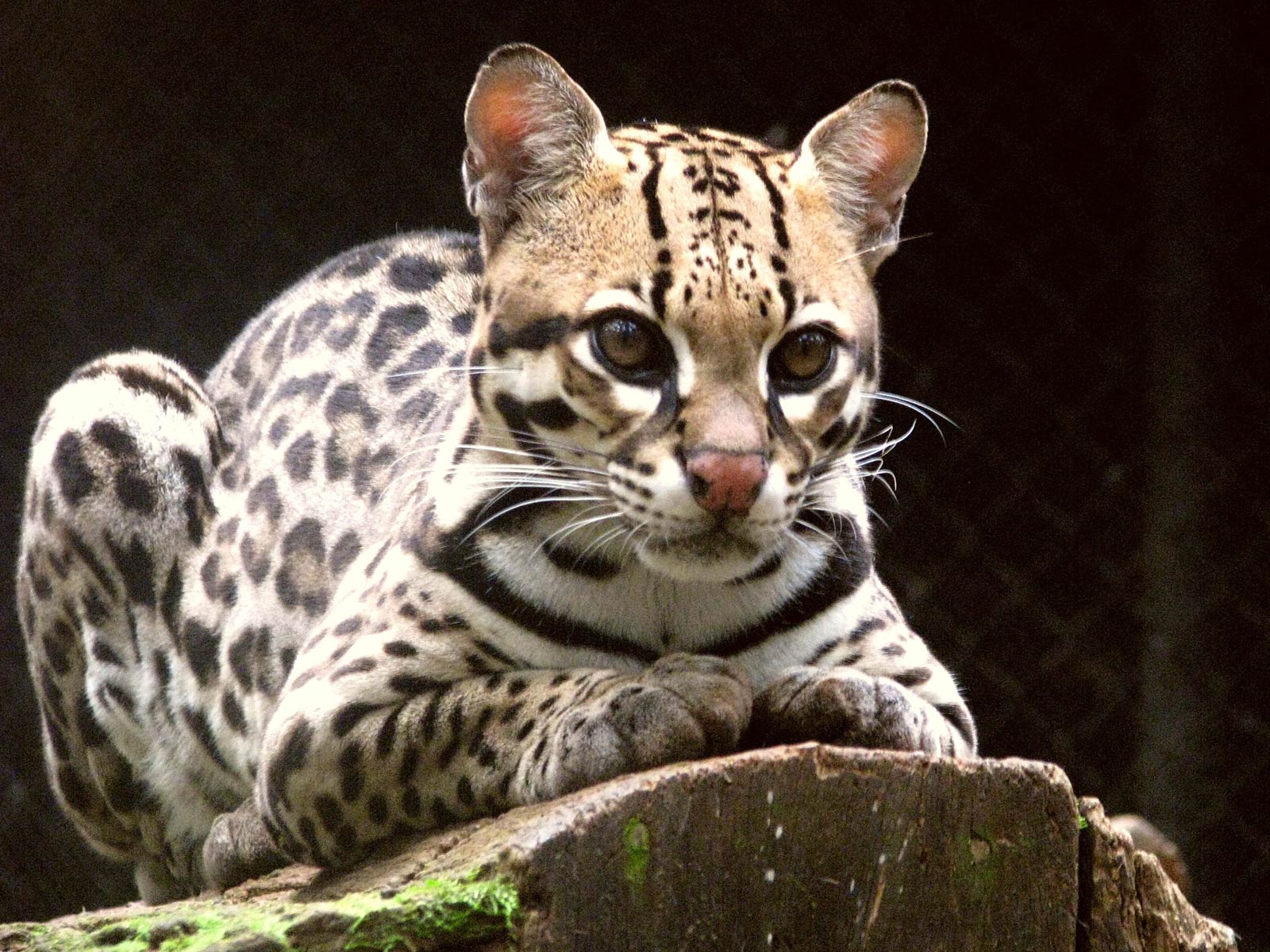 Ocelot Pet