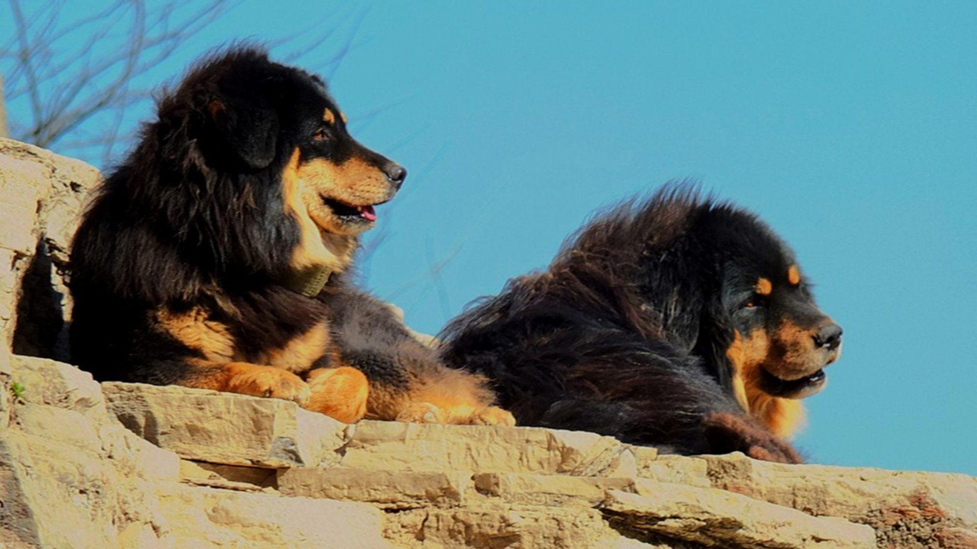Tibetan Mastiff HD Wallpaper
