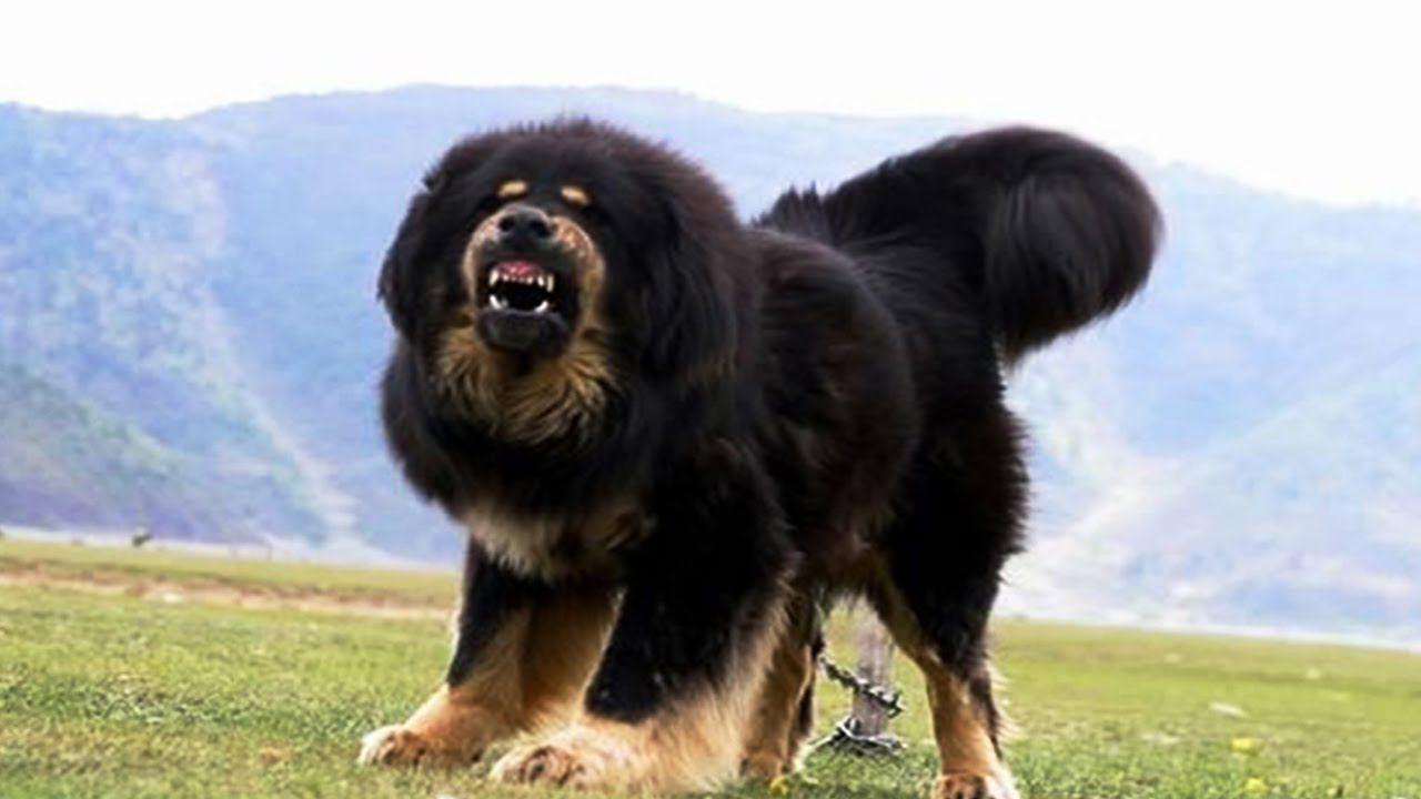 Tibetan Mastiff #Picture