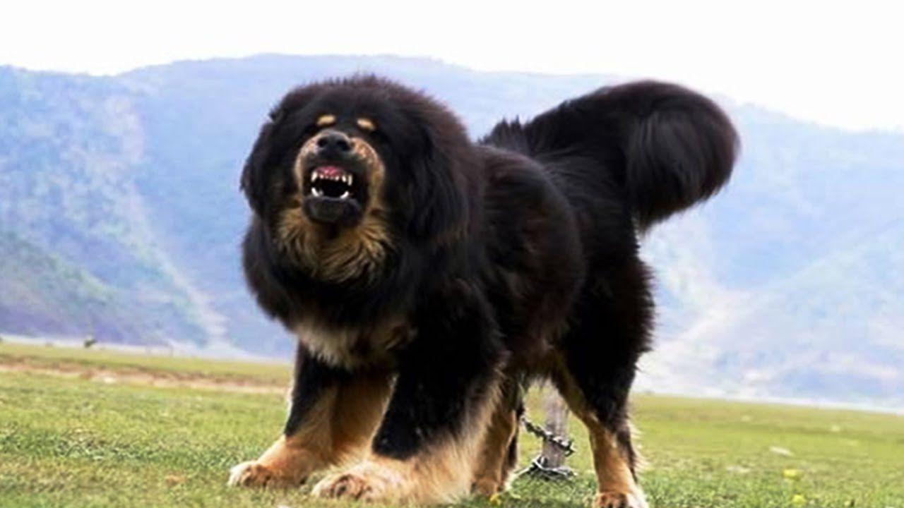 Tibetan Mastiff Wallpapers - Wallpaper Cave
