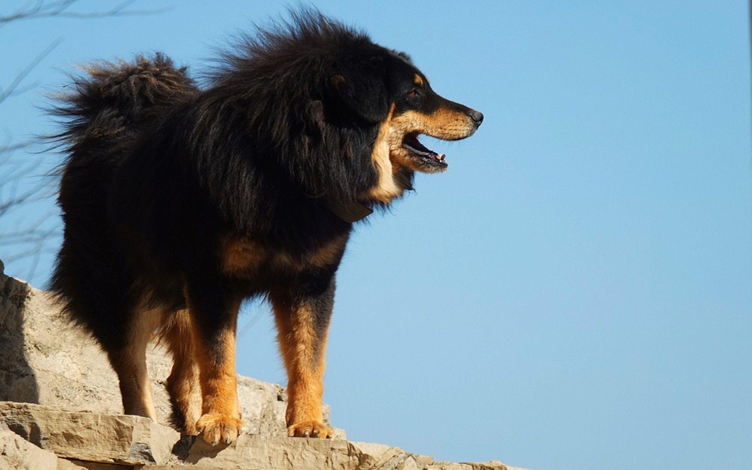 Tibetan Mastiff HD
