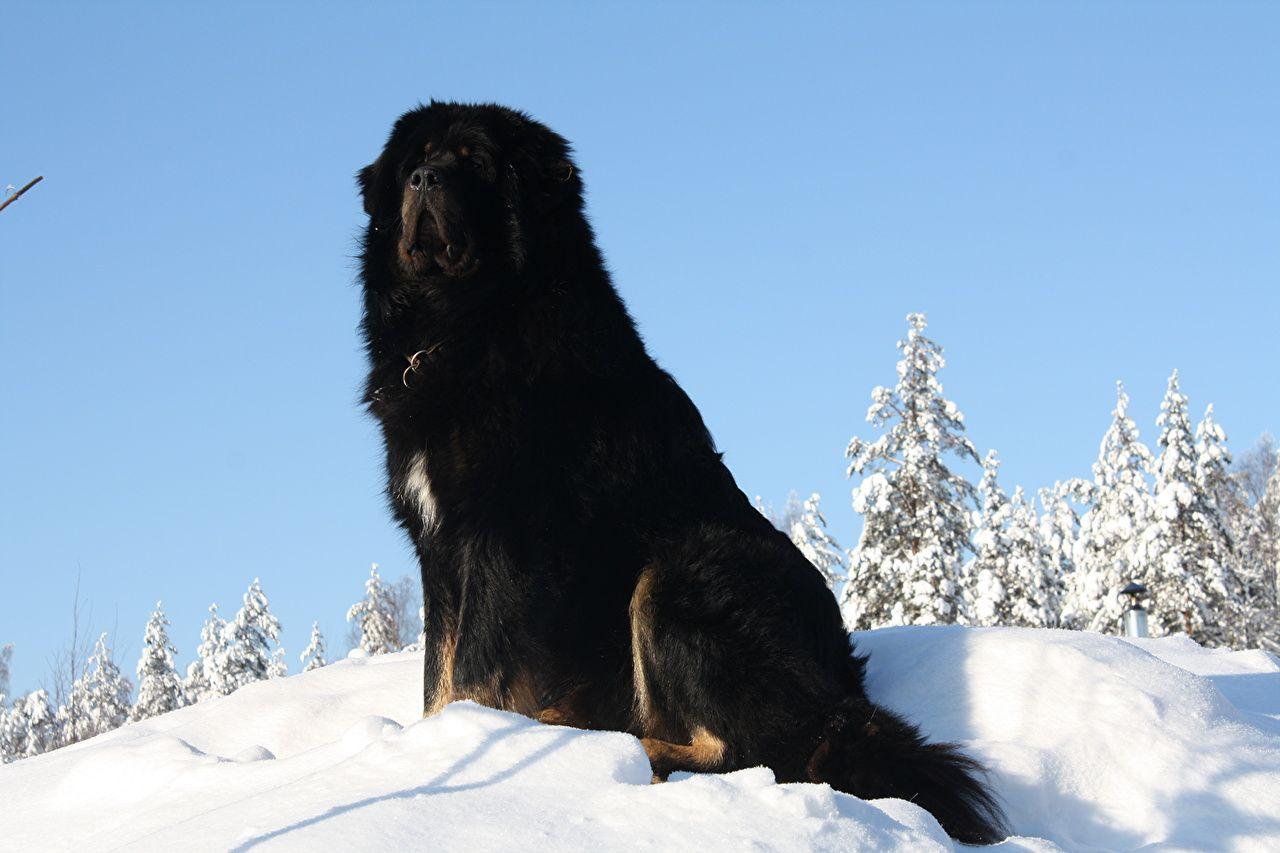 Tibetan Mastiff wallpaper picture download