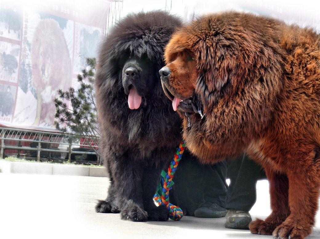 Tibetan Mastiffs
