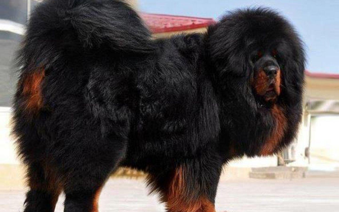 Tibetan Mastiff > Puppy Toob