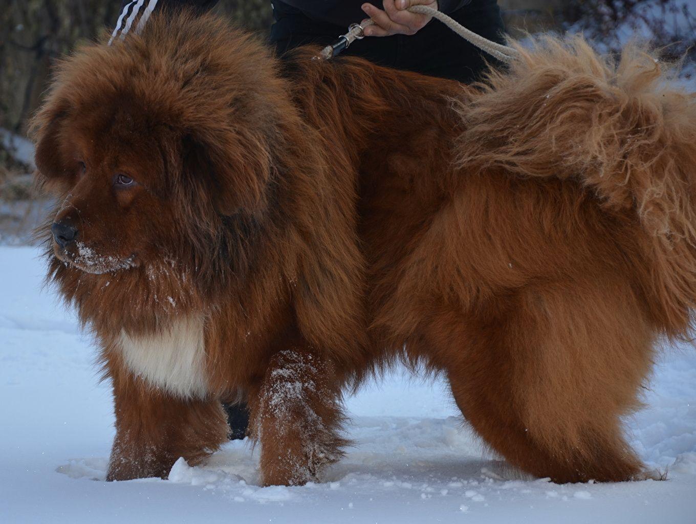 Tibetan Mastiff Dogs Ginger color Snow Animals