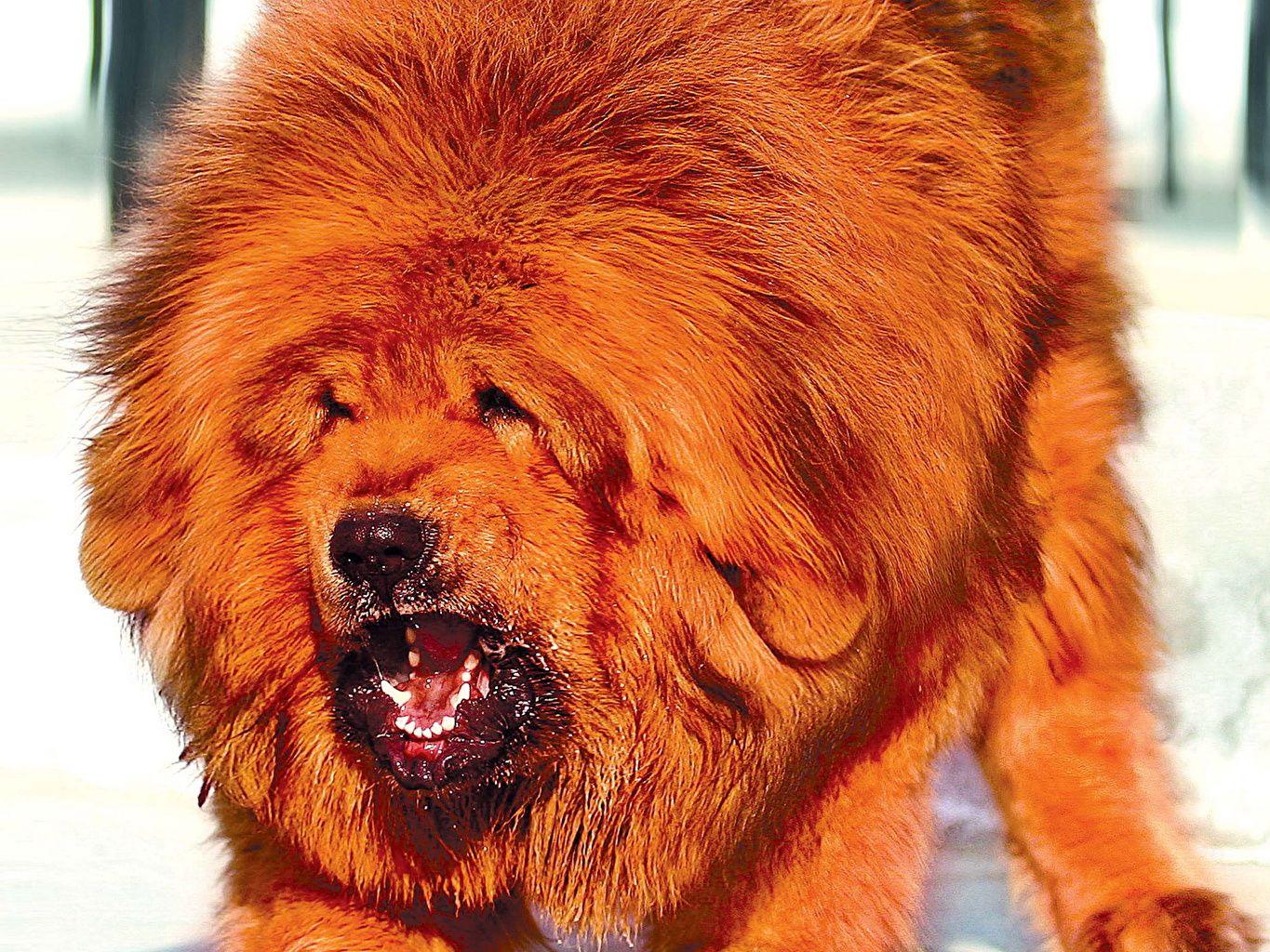 Image Tibetan Mastiff Dogs Ginger color angry Animals