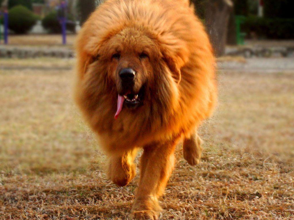 Tibetan Mastiff Dogs Photo Collection Mastiff Photo