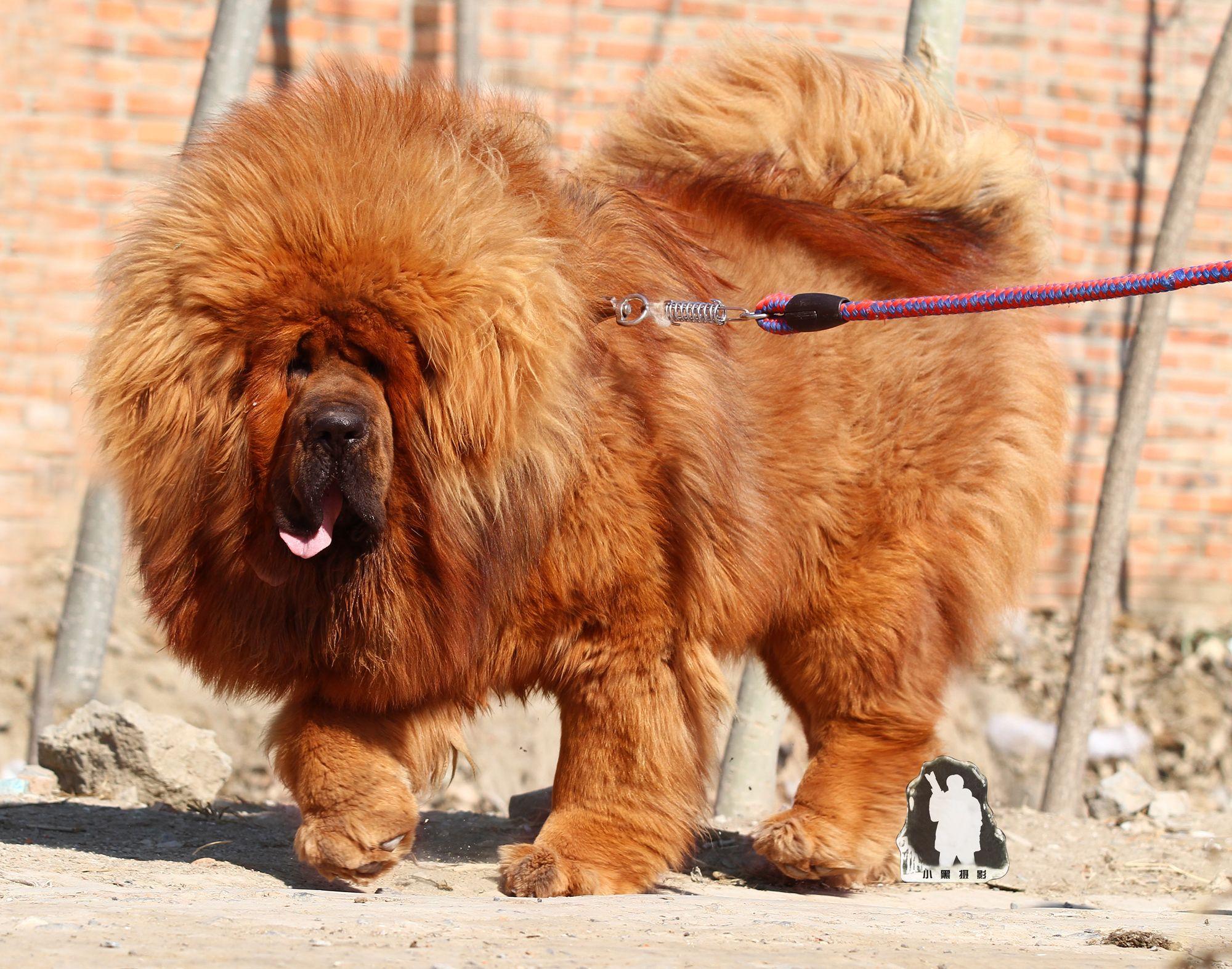 Tibetan Mastiff Wallpaper Desktop Background