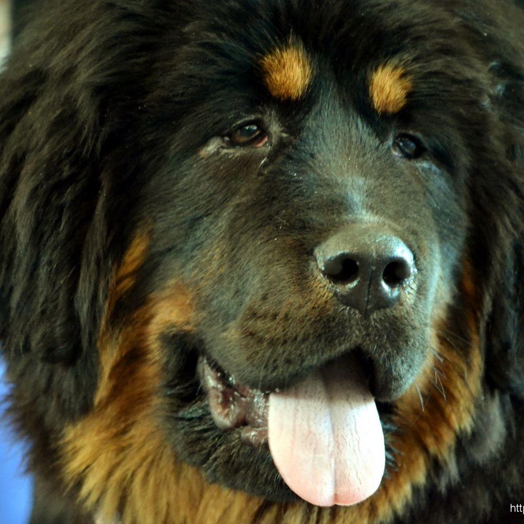 Tibetan Mastiff Wallpapers - Wallpaper Cave