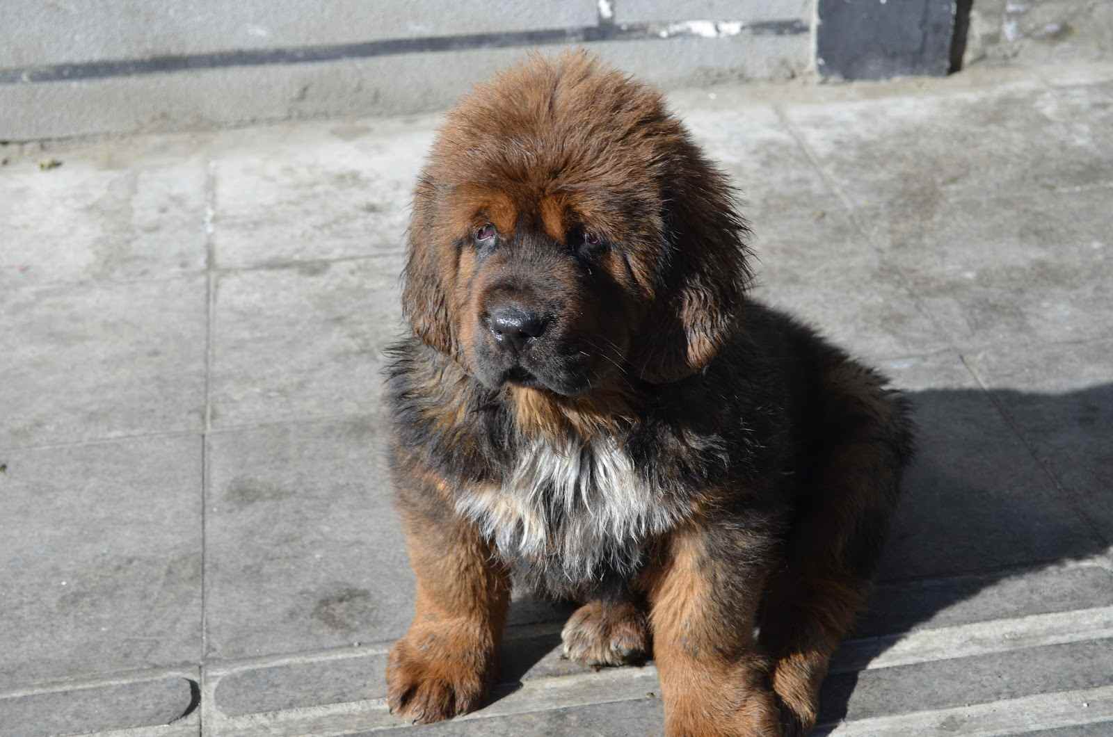 Tibetan Mastiff Dog Info, Puppies, Sale Cost, Facts, Picture