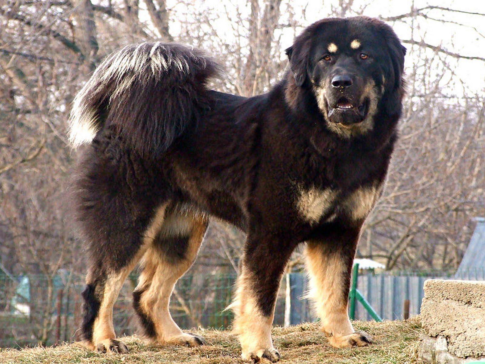 Tibetan Mastiff Dog