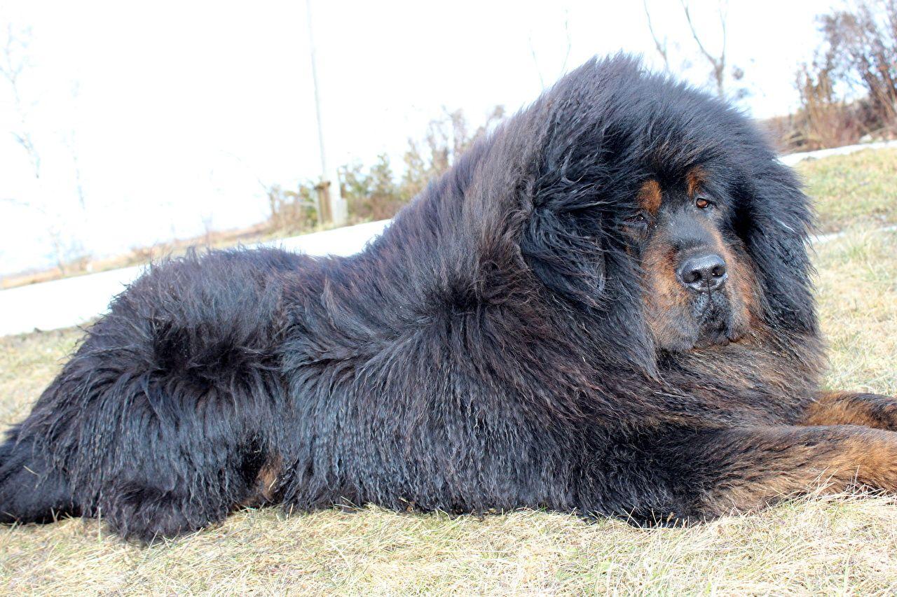 Tibetan Mastiff Dogs Black Animals