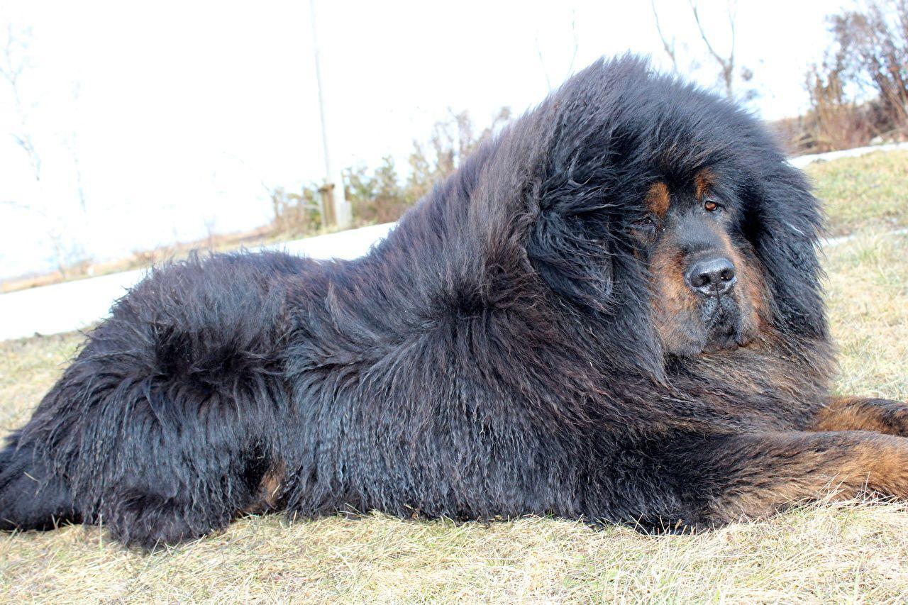 Tibetan Mastiff Wallpapers - Wallpaper Cave