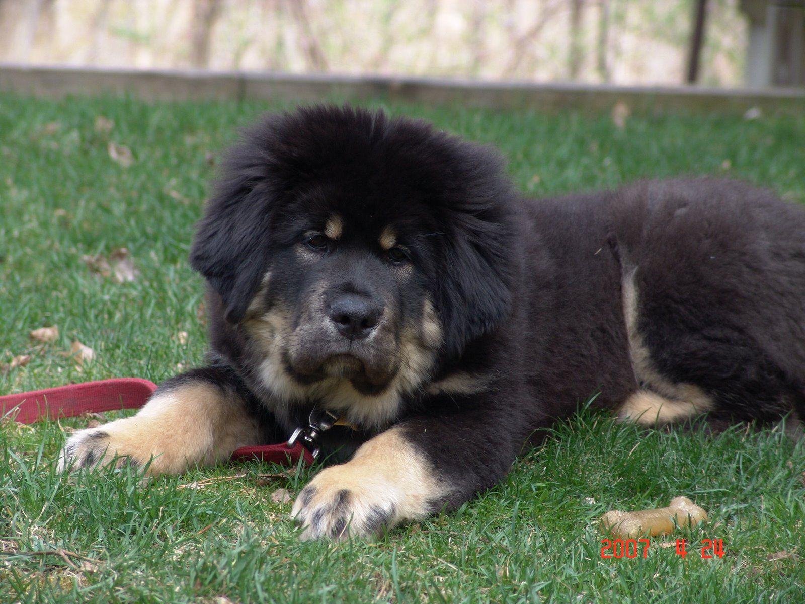 Tibetan Mastiff Wallpapers - Wallpaper Cave