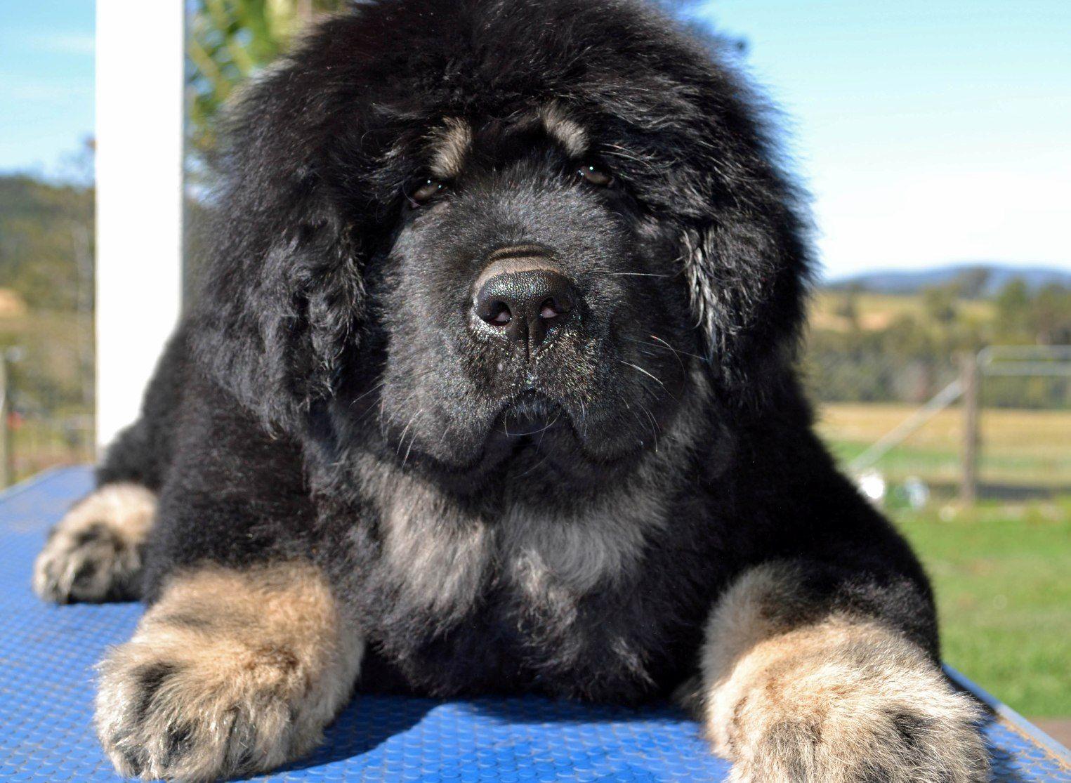 Black Tibetan Mastiff Puppies Lying Down On Blue Carpet