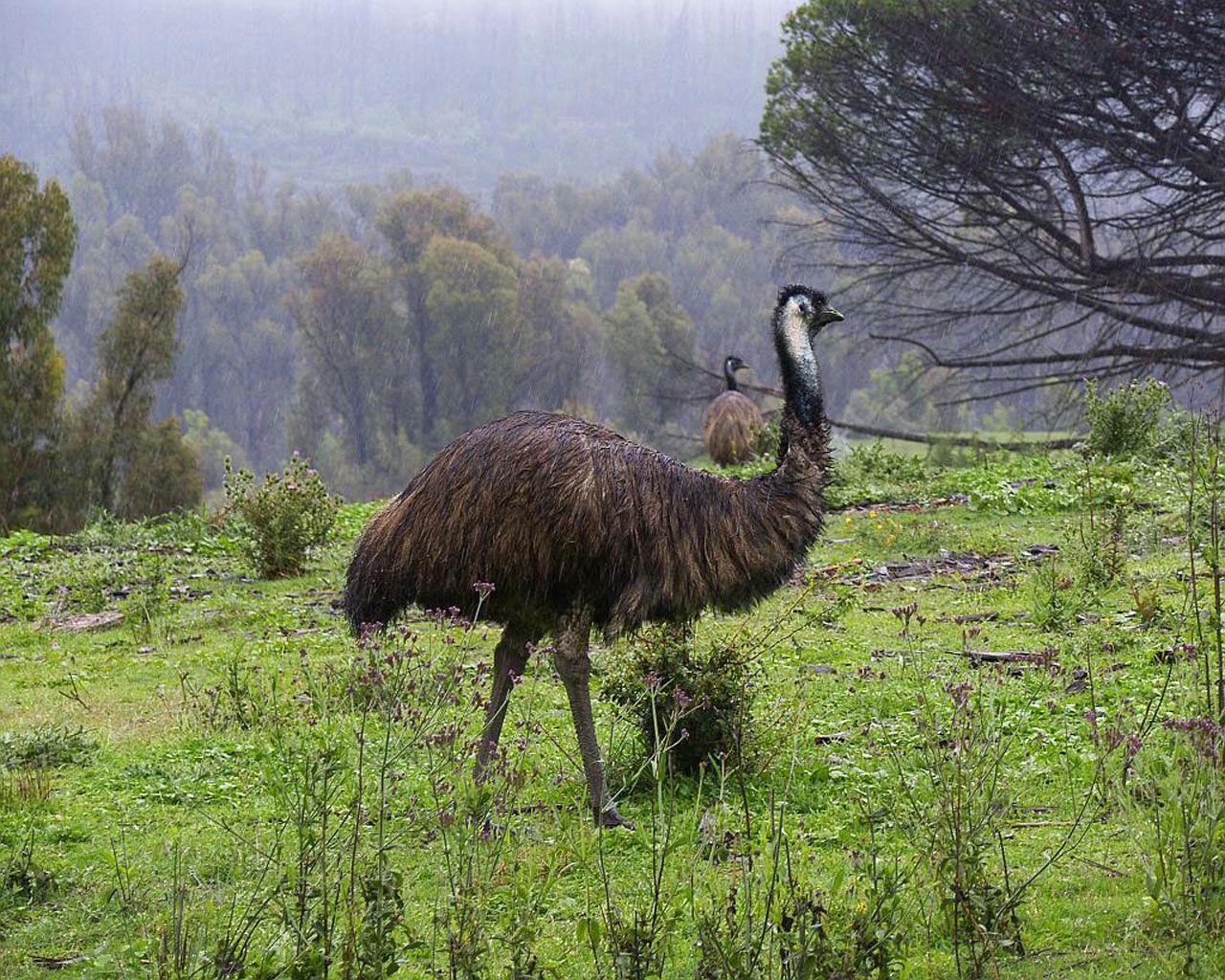 Emu Wallpapers - Wallpaper Cave