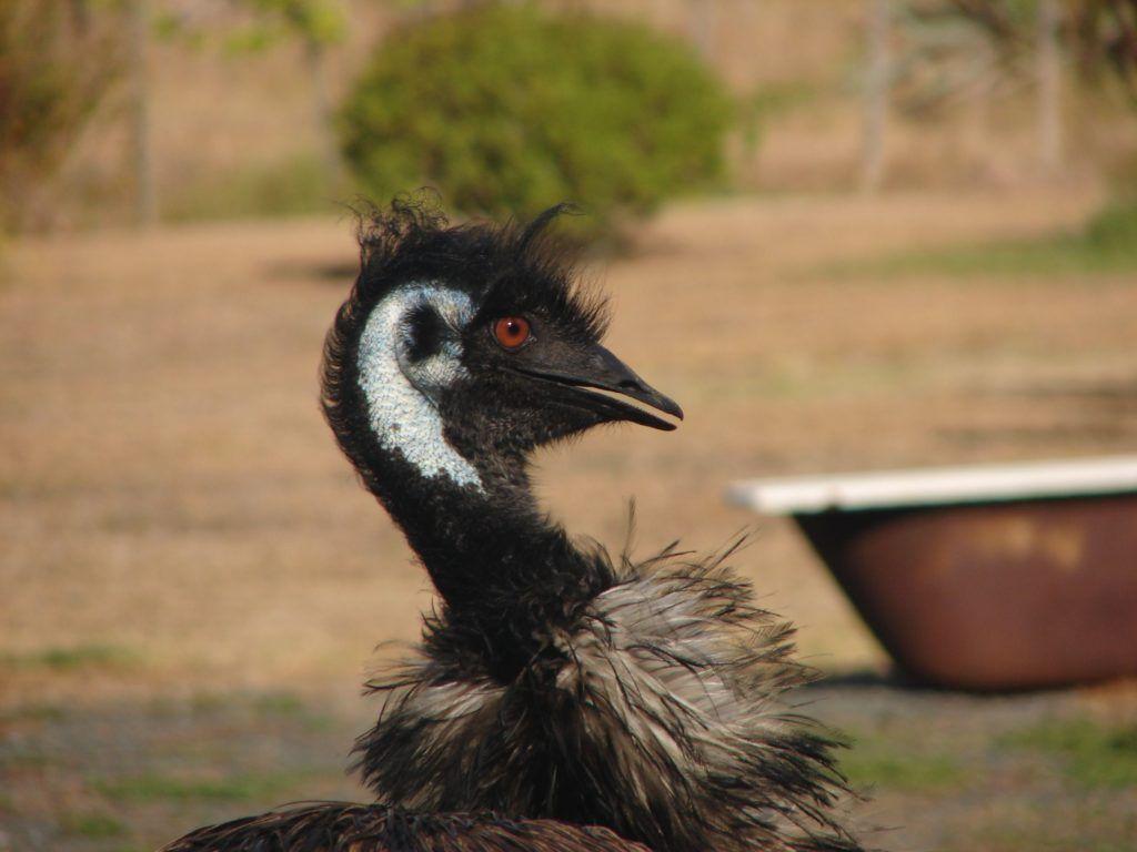 Emu Wallpaper HD Image