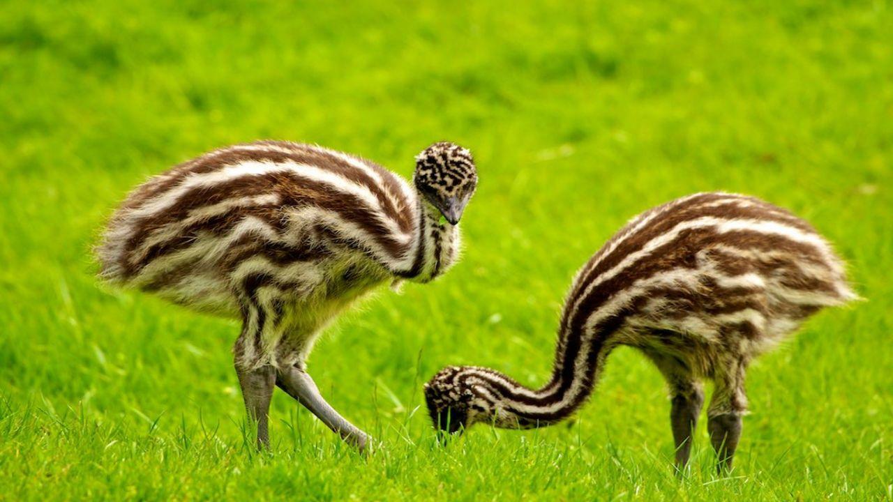 Cute Emu Truth Wallpaper