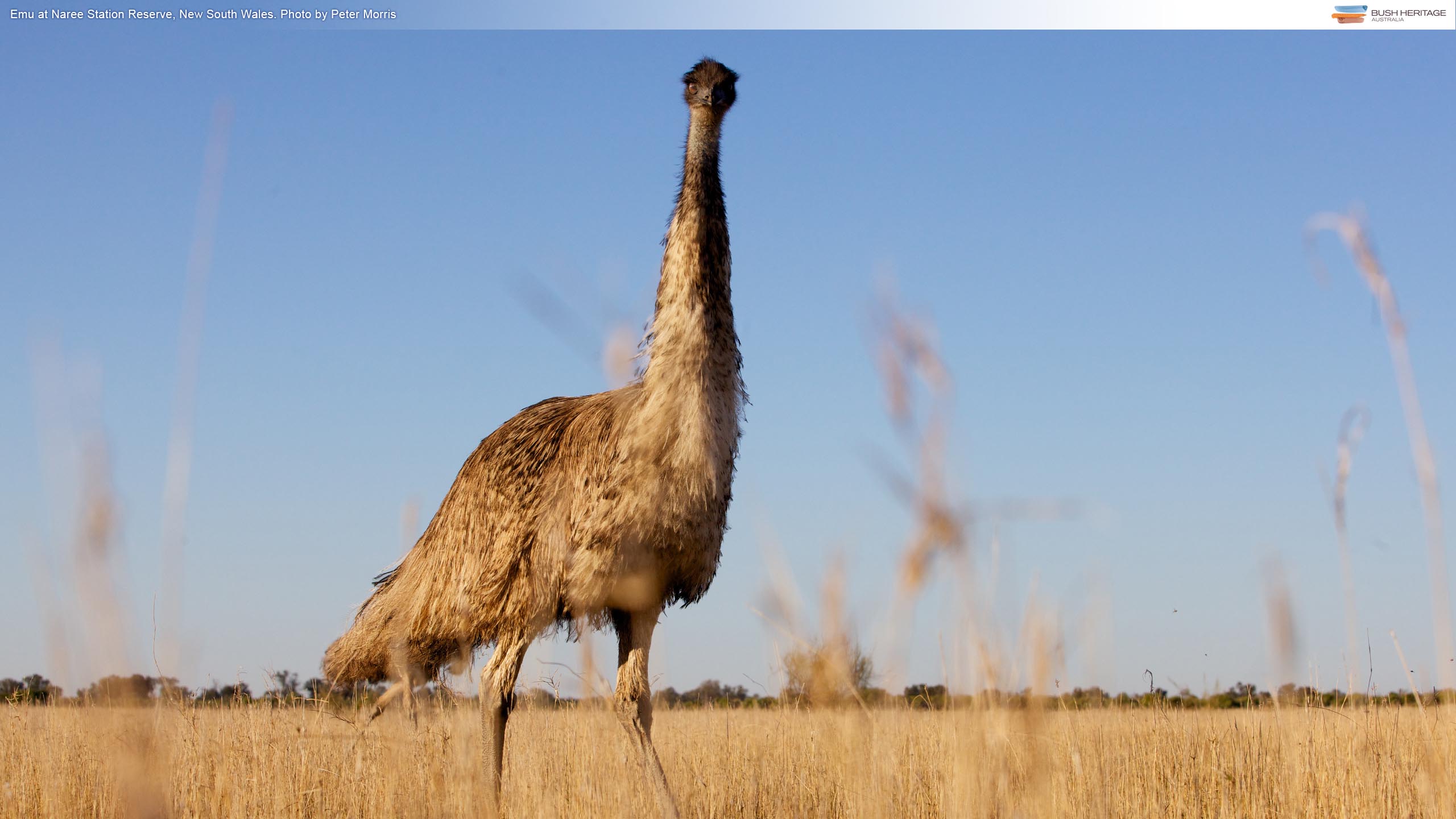 Photo Collection Emu Wallpaper