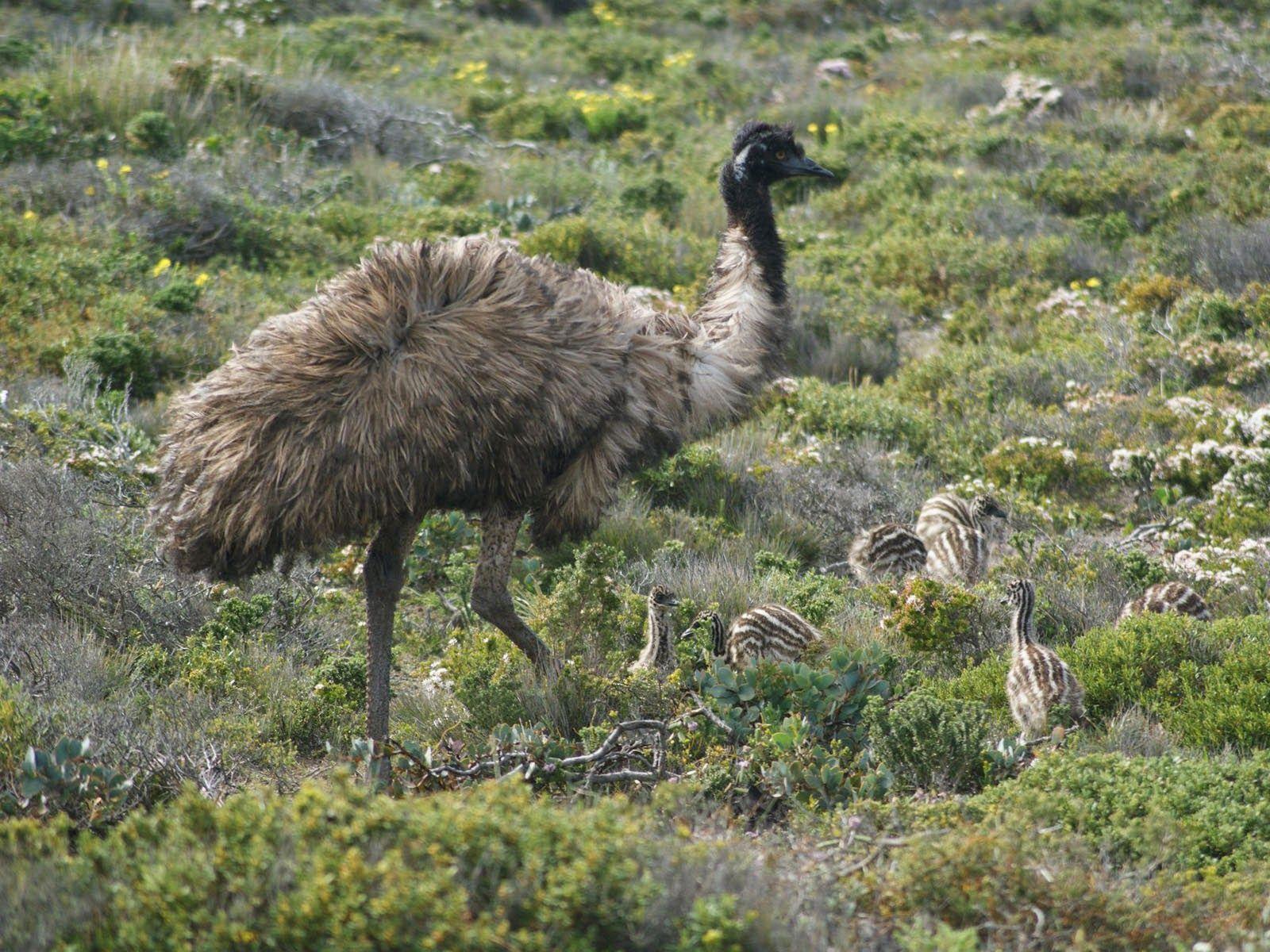 wallpaper: Emu Bird Wallpaper