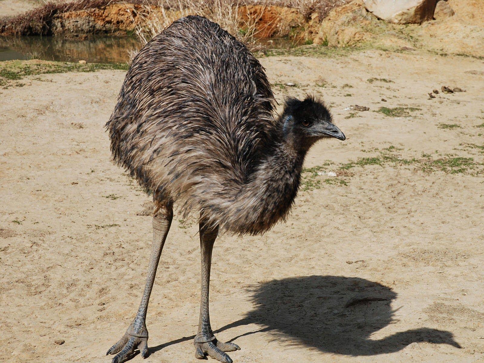 wallpaper: Emu Bird Wallpaper