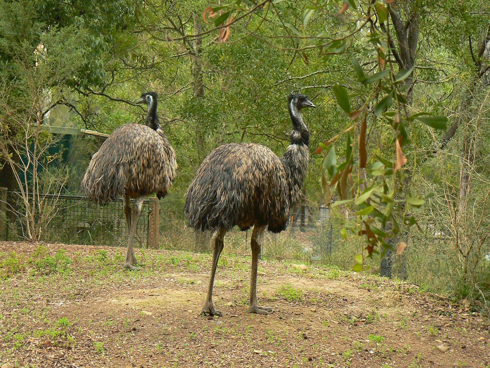wallpaper: Emu Bird Wallpaper