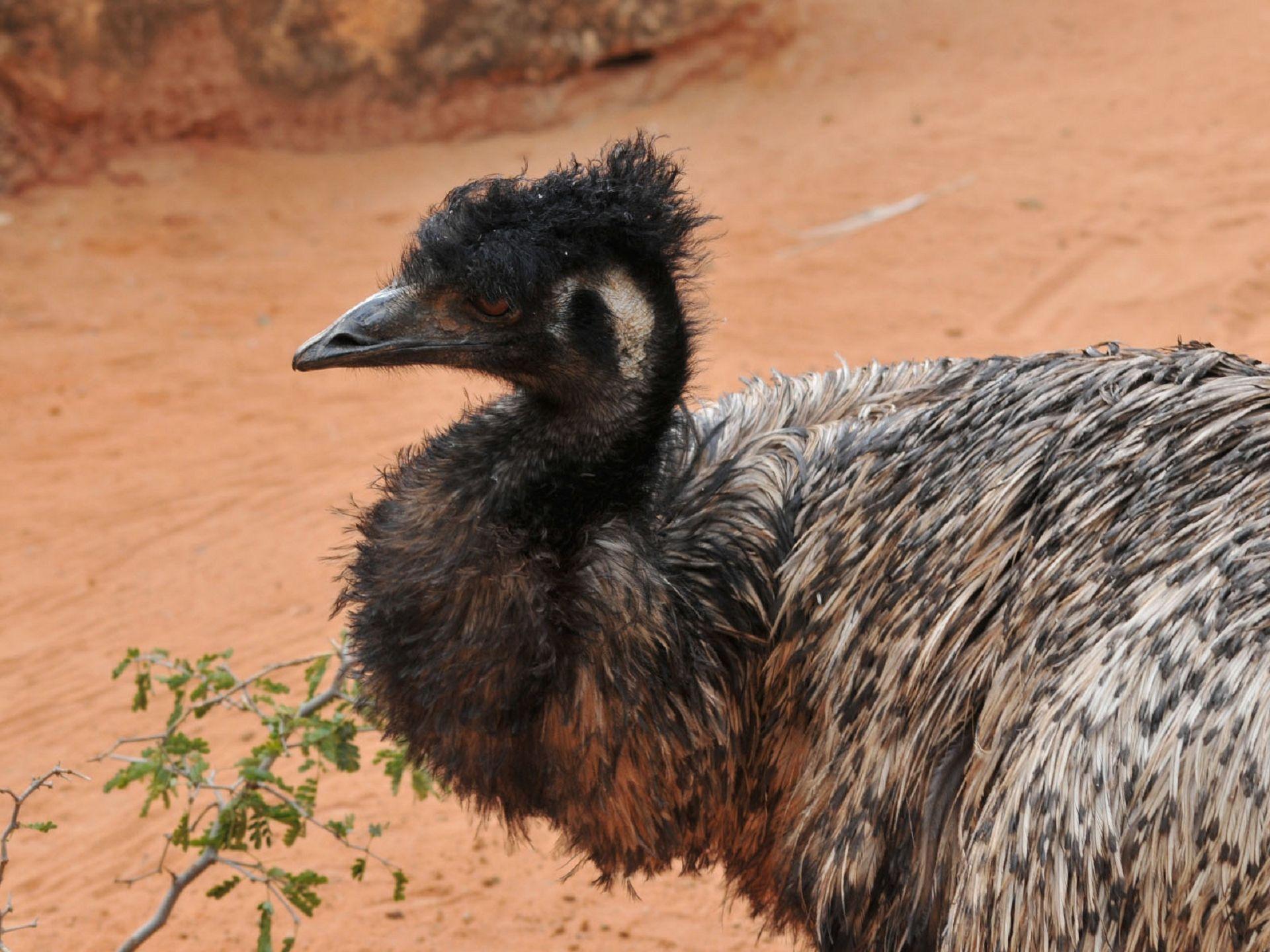 Emu Wallpapers - Wallpaper Cave